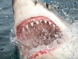 Las verdaderas razones por las que los tiburones atacan a los humanos