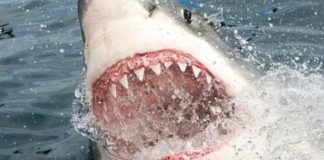 Las verdaderas razones por las que los tiburones atacan a los humanos