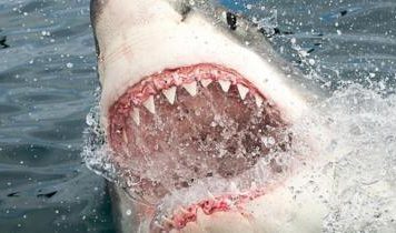 Las verdaderas razones por las que los tiburones atacan a los humanos