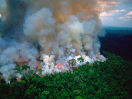 ‘Los pulmones de la Tierra están en llamas’: Brasil enfrenta críticas mundiales por los incendios en la Amazonía