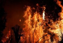 Incendio en el Amazonas: por qué Noruega donó US$1.200 millones a Brasil durante 10 años y dejó de hacerlo justo antes de los últimos fuegos