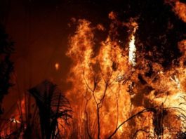 Incendio en el Amazonas: por qué Noruega donó US$1.200 millones a Brasil durante 10 años y dejó de hacerlo justo antes de los últimos fuegos