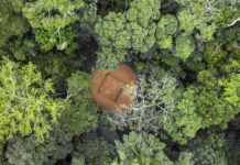 Desconocido y casi intacto: así es el segundo pulmón verde del planeta