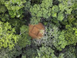 Desconocido y casi intacto: así es el segundo pulmón verde del planeta