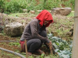 Banco Adopem fomenta el desarrollo de la mujer rural con la agricultura familiar y el empoderamiento femenino