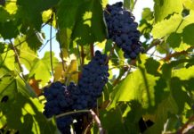 La producción mundial de vino en 2019 cae un 10% debido a heladas y sequías