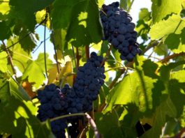 La producción mundial de vino en 2019 cae un 10% debido a heladas y sequías