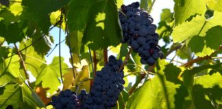 La producción mundial de vino en 2019 cae un 10% debido a heladas y sequías