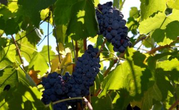 La producción mundial de vino en 2019 cae un 10% debido a heladas y sequías