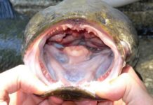 «Si lo encuentras, mátalo y congélalo»: la alerta en Estados Unidos por el voraz pez cabeza de serpiente, que respira fuera del agua