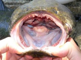 «Si lo encuentras, mátalo y congélalo»: la alerta en Estados Unidos por el voraz pez cabeza de serpiente, que respira fuera del agua