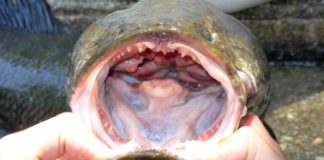 «Si lo encuentras, mátalo y congélalo»: la alerta en Estados Unidos por el voraz pez cabeza de serpiente, que respira fuera del agua