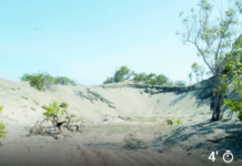 Las dunas son invadidas para “asentamientos agrícolas”, donde solo hay arena y cambrón