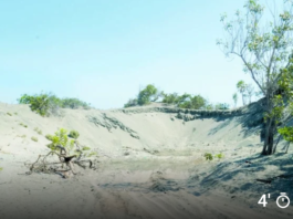 Las dunas son invadidas para “asentamientos agrícolas”, donde solo hay arena y cambrón