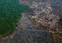 La Amazonia pierde 9.700 kilómetros cuadrados en un año, la mayor deforestación de la década