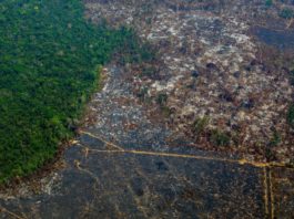 La Amazonia pierde 9.700 kilómetros cuadrados en un año, la mayor deforestación de la década