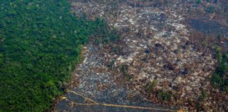 La Amazonia pierde 9.700 kilómetros cuadrados en un año, la mayor deforestación de la década