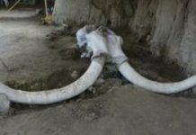 El singular hallazgo de los restos de 14 mamuts de 15.000 años de antigüedad en México que cambia la idea de cómo cazaban nuestros ancestros