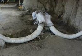 El singular hallazgo de los restos de 14 mamuts de 15.000 años de antigüedad en México que cambia la idea de cómo cazaban nuestros ancestros