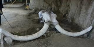 El singular hallazgo de los restos de 14 mamuts de 15.000 años de antigüedad en México que cambia la idea de cómo cazaban nuestros ancestros