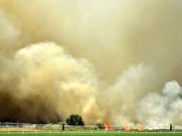 Sídney, ante una «emergencia de salud pública» por humo tóxico de los incendios