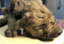 Encuentran cachorrito congelado hace 18 mil años