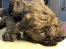 Encuentran cachorrito congelado hace 18 mil años
