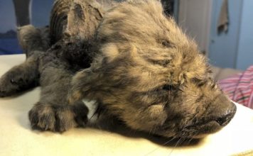 Encuentran cachorrito congelado hace 18 mil años