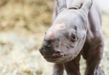 Sorprendente nacimiento de un rinoceronte negro en un zoo de EE.UU.