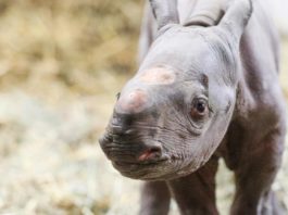 Sorprendente nacimiento de un rinoceronte negro en un zoo de EE.UU.