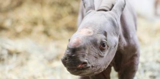 Sorprendente nacimiento de un rinoceronte negro en un zoo de EE.UU.