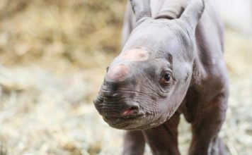 Sorprendente nacimiento de un rinoceronte negro en un zoo de EE.UU.