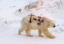 El misterioso mensaje pintado sobre un oso polar en Rusia que alarma a los científicos