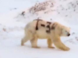 El misterioso mensaje pintado sobre un oso polar en Rusia que alarma a los científicos