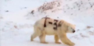 El misterioso mensaje pintado sobre un oso polar en Rusia que alarma a los científicos