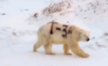 El misterioso mensaje pintado sobre un oso polar en Rusia que alarma a los científicos