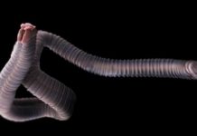 Cuáles son los 3 parásitos más peligrosos y qué enfermedades te pueden causar