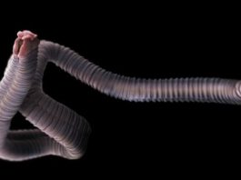 Cuáles son los 3 parásitos más peligrosos y qué enfermedades te pueden causar