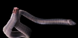 Cuáles son los 3 parásitos más peligrosos y qué enfermedades te pueden causar