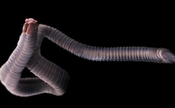 Cuáles son los 3 parásitos más peligrosos y qué enfermedades te pueden causar