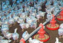 Agricultura apoyará a productores de pollo ante brote enfermedad de Newcastle