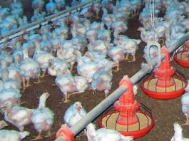 Agricultura apoyará a productores de pollo ante brote enfermedad de Newcastle