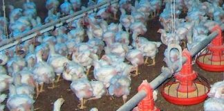 Agricultura apoyará a productores de pollo ante brote enfermedad de Newcastle