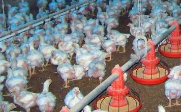 Agricultura apoyará a productores de pollo ante brote enfermedad de Newcastle