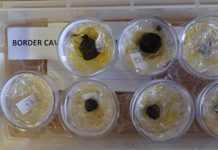 Los humanos ya asaban ‘patatas’ hace 170.000 años