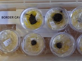 Los humanos ya asaban ‘patatas’ hace 170.000 años