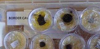 Los humanos ya asaban ‘patatas’ hace 170.000 años