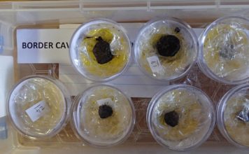 Los humanos ya asaban ‘patatas’ hace 170.000 años