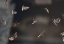 Liberadas polillas transgénicas para acabar con una de las peores plagas del planeta