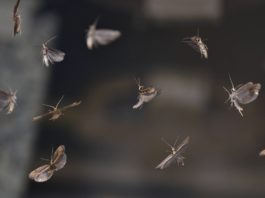 Liberadas polillas transgénicas para acabar con una de las peores plagas del planeta